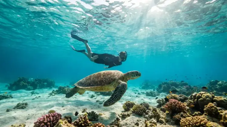 Snorkeler swimming with a green sea turtle at the Daymaniyat Islands, Oman