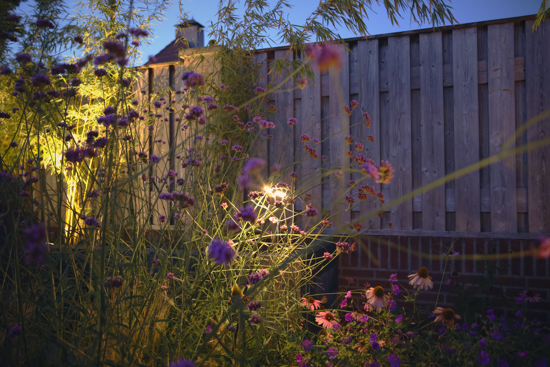 Verlichte border met verbena en zonnehoed langs een houten schutting in de avond.