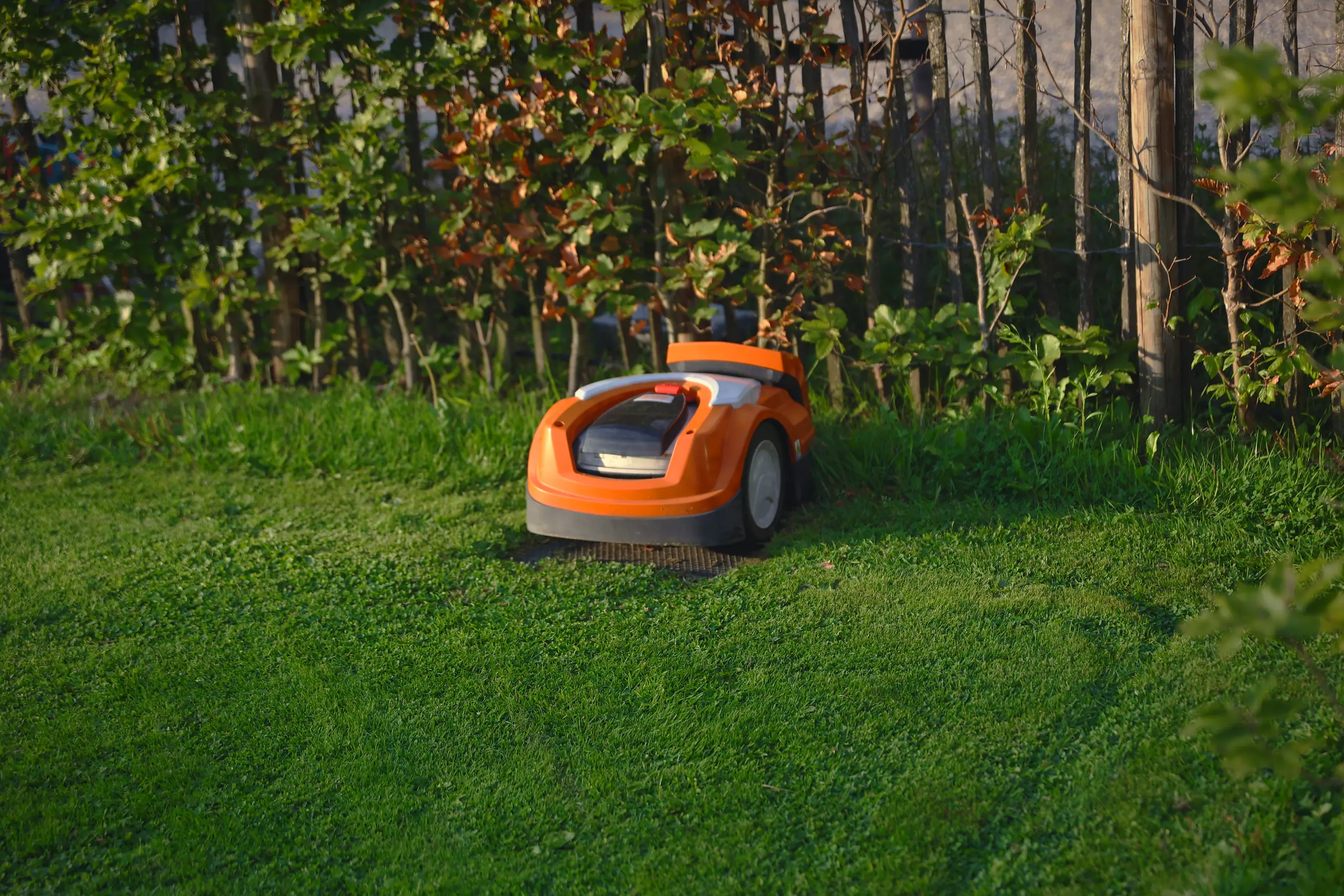 Robotmaaier die het gazon maait langs een haag met herfstkleuren.