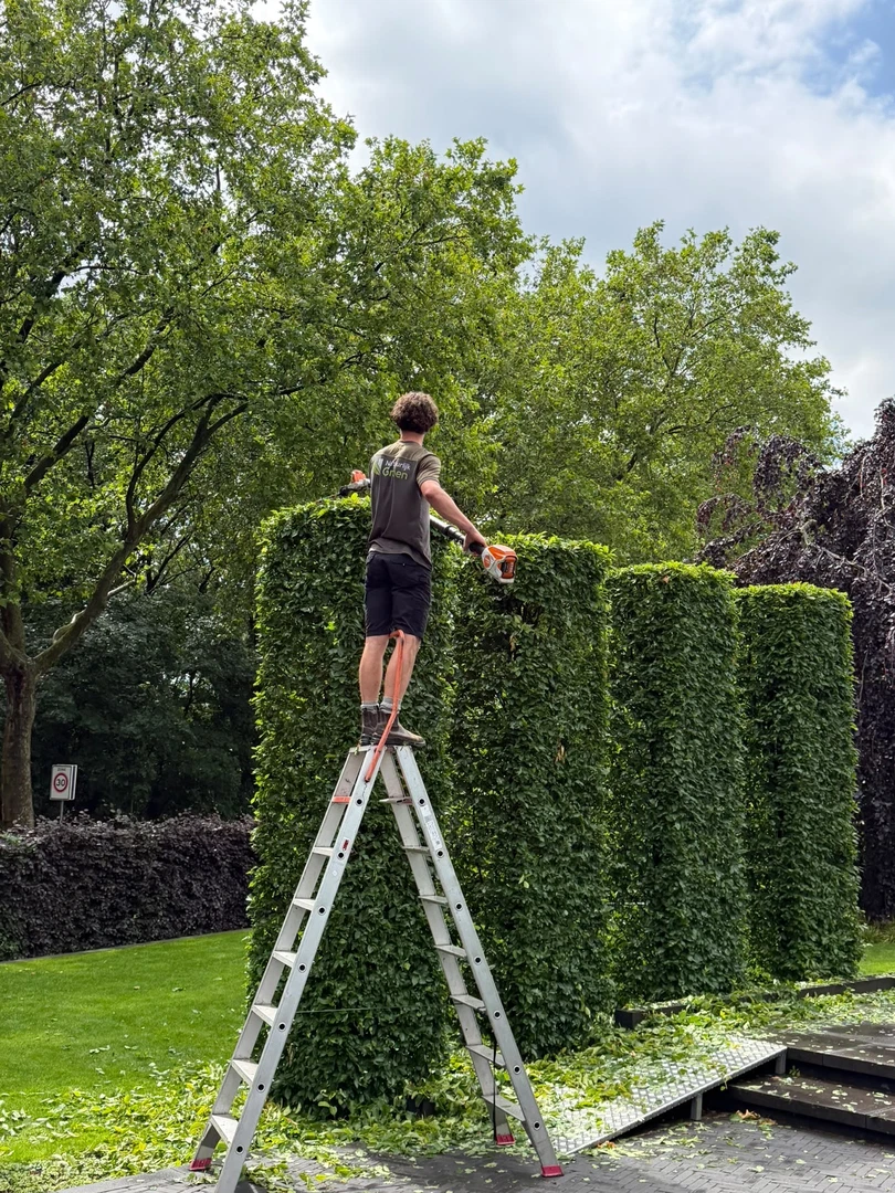 Hovenier snoeit vanaf een ladder een hoge beukenhaag met een heggenschaar.