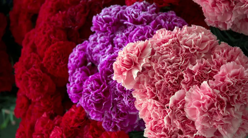 bunches-of-carnations.png