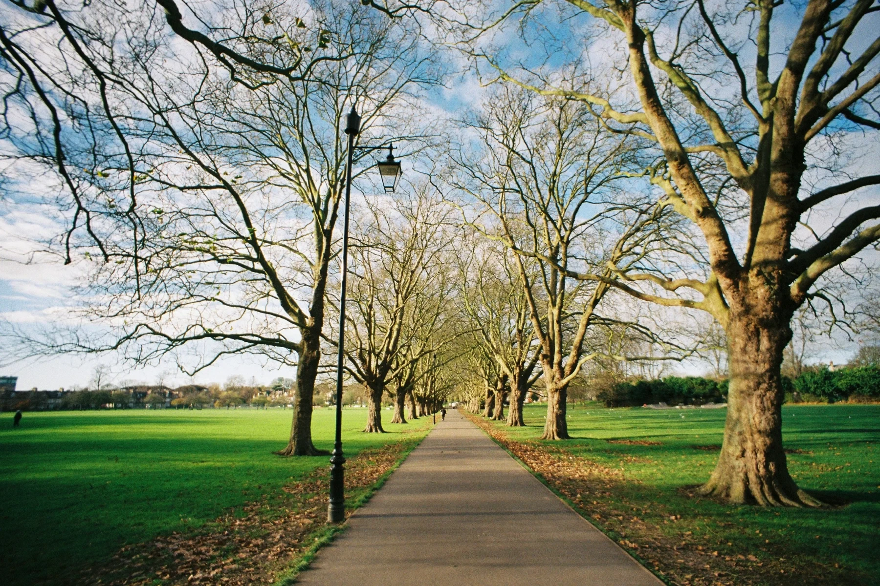 Park with a walking path, grass and trees