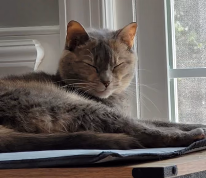 Vanya