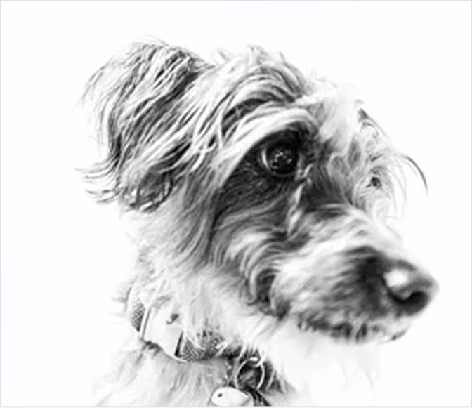 Chewie