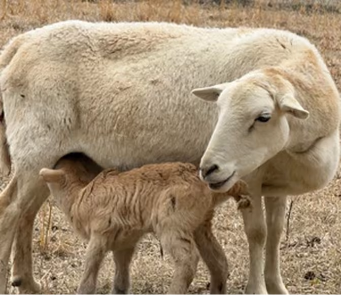 Tan Goat 1