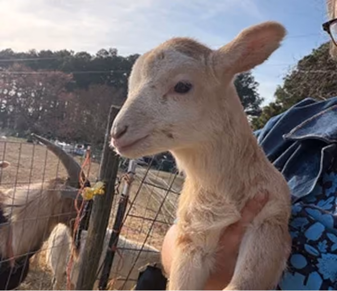 Tan Goat 2