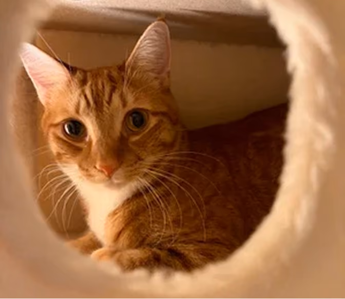 Cheeto