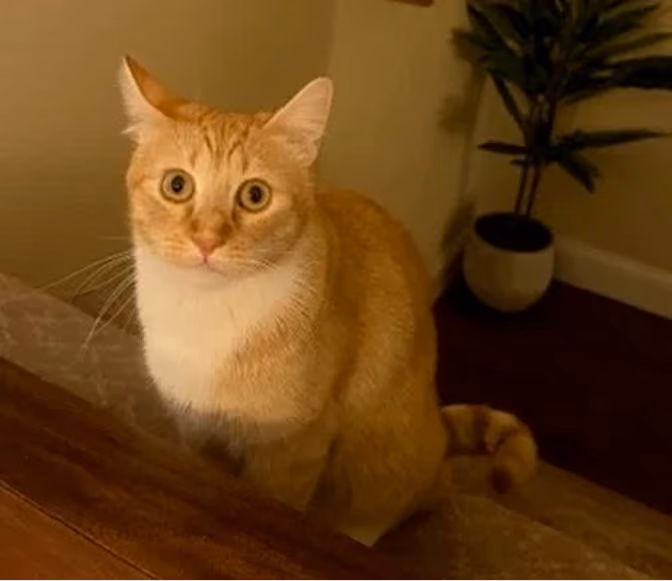 Loafy
