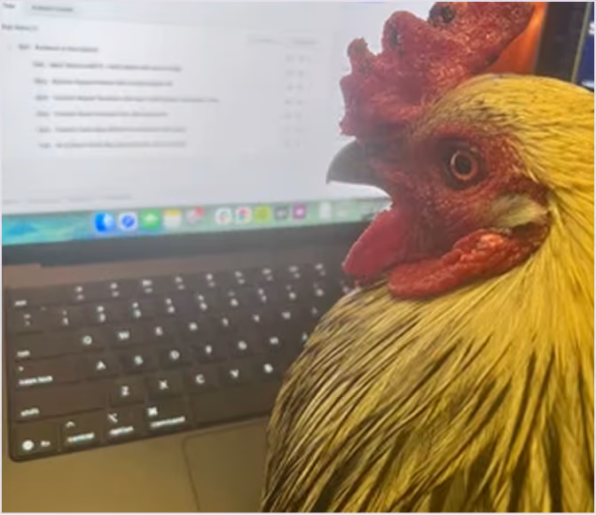 Mr Chicken
