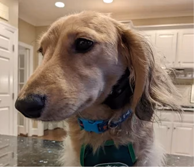 Bogey