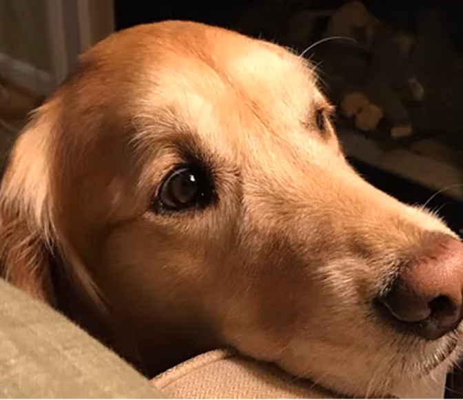 Rosie