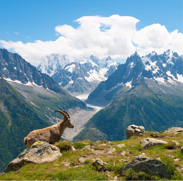 Un bouquetin assis sur un rocher avec des montagnes enneigées en arrière-plan sous un ciel bleu, La Ferme des Drus, Chamonix-Mont-Blanc, France.
