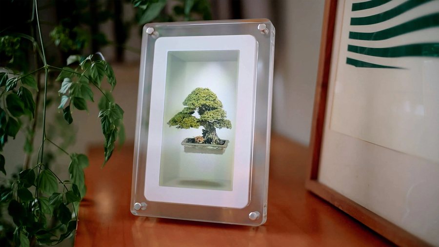 The physical 7-inch Musubi frame on a wooden table, displaying a holographic bonsai tree with visible depth inside the frame.