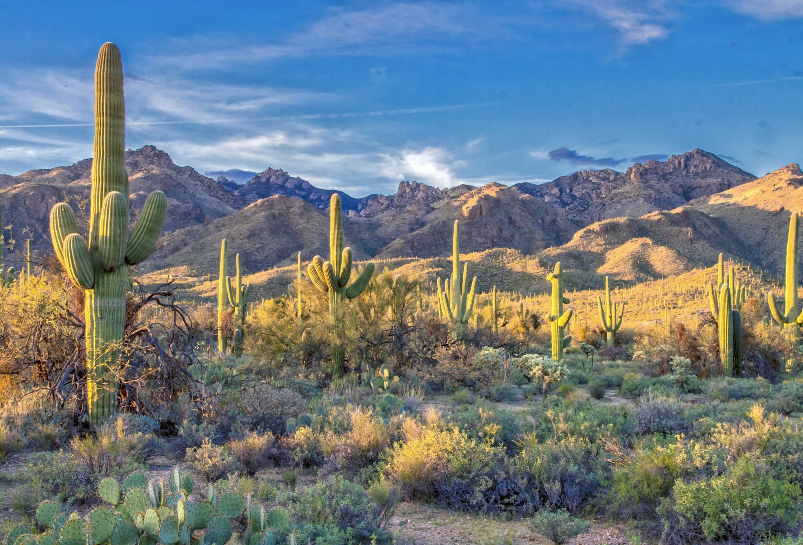 Lab tests in Buckeye, Arizona