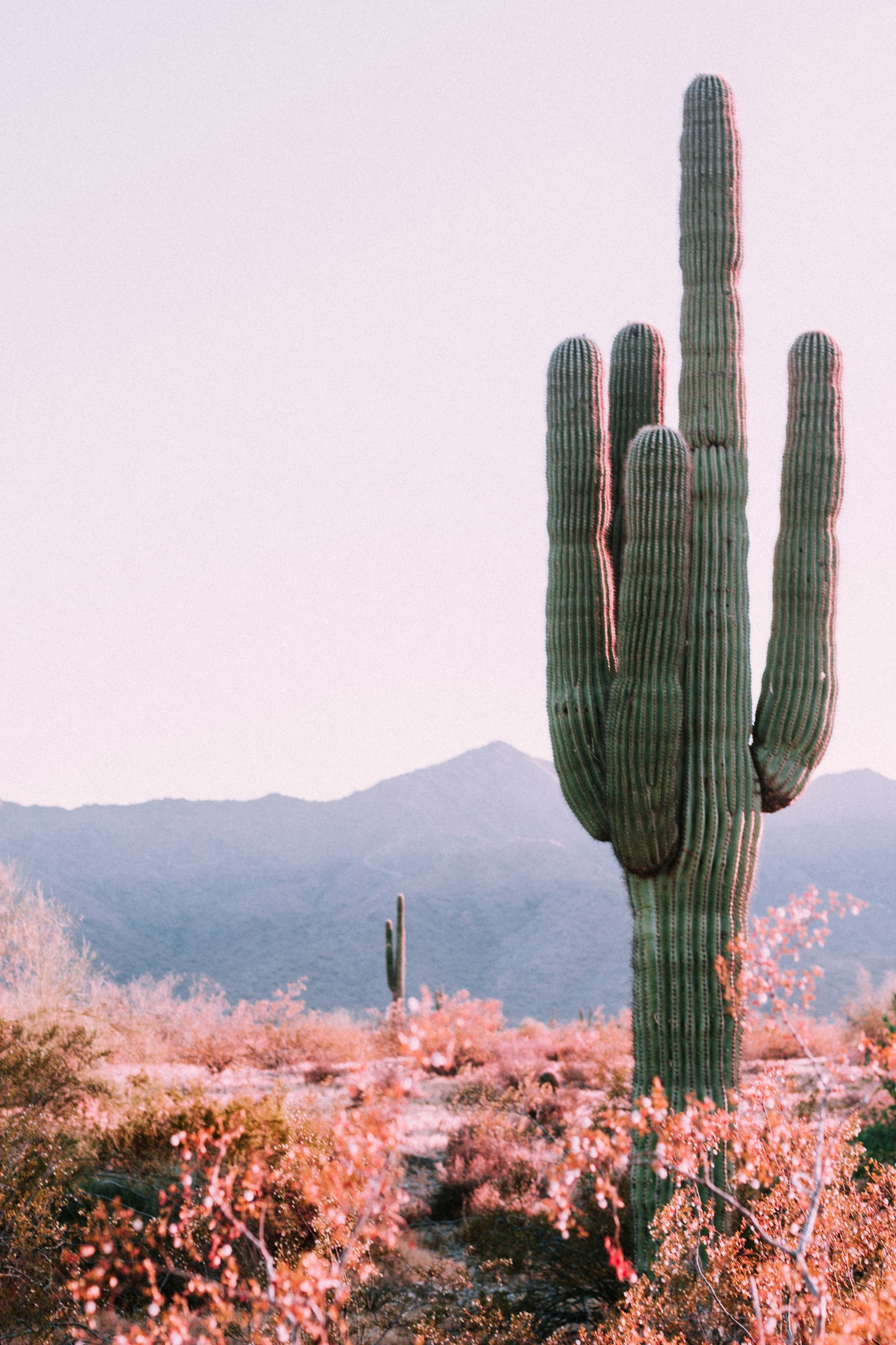 IUD insertion in Tempe, Arizona