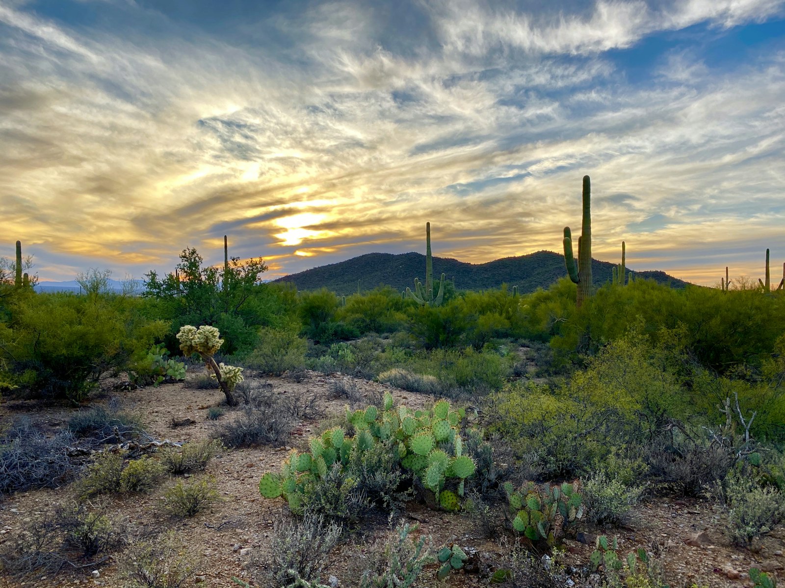 Lab tests in Goodyear, Arizona