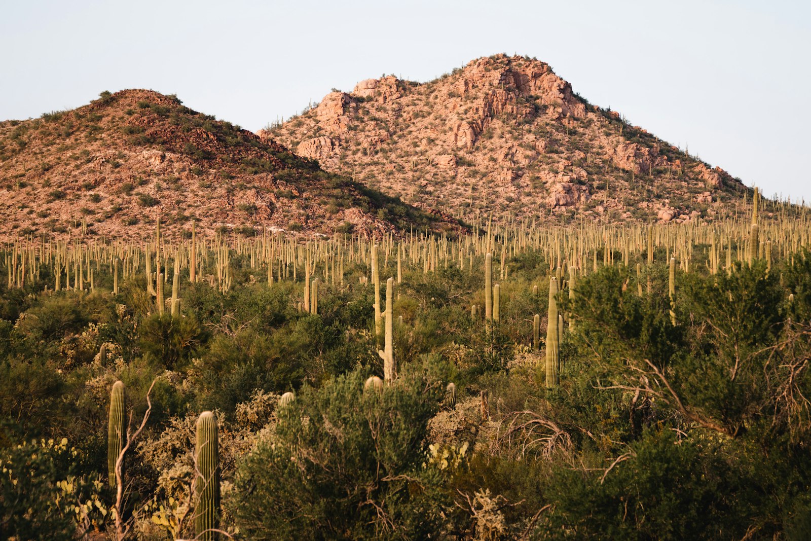 Primary care in Chandler, Arizona