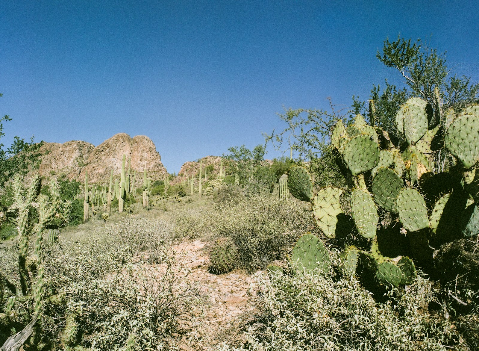 Nurse practitioner in Surprise, Arizona