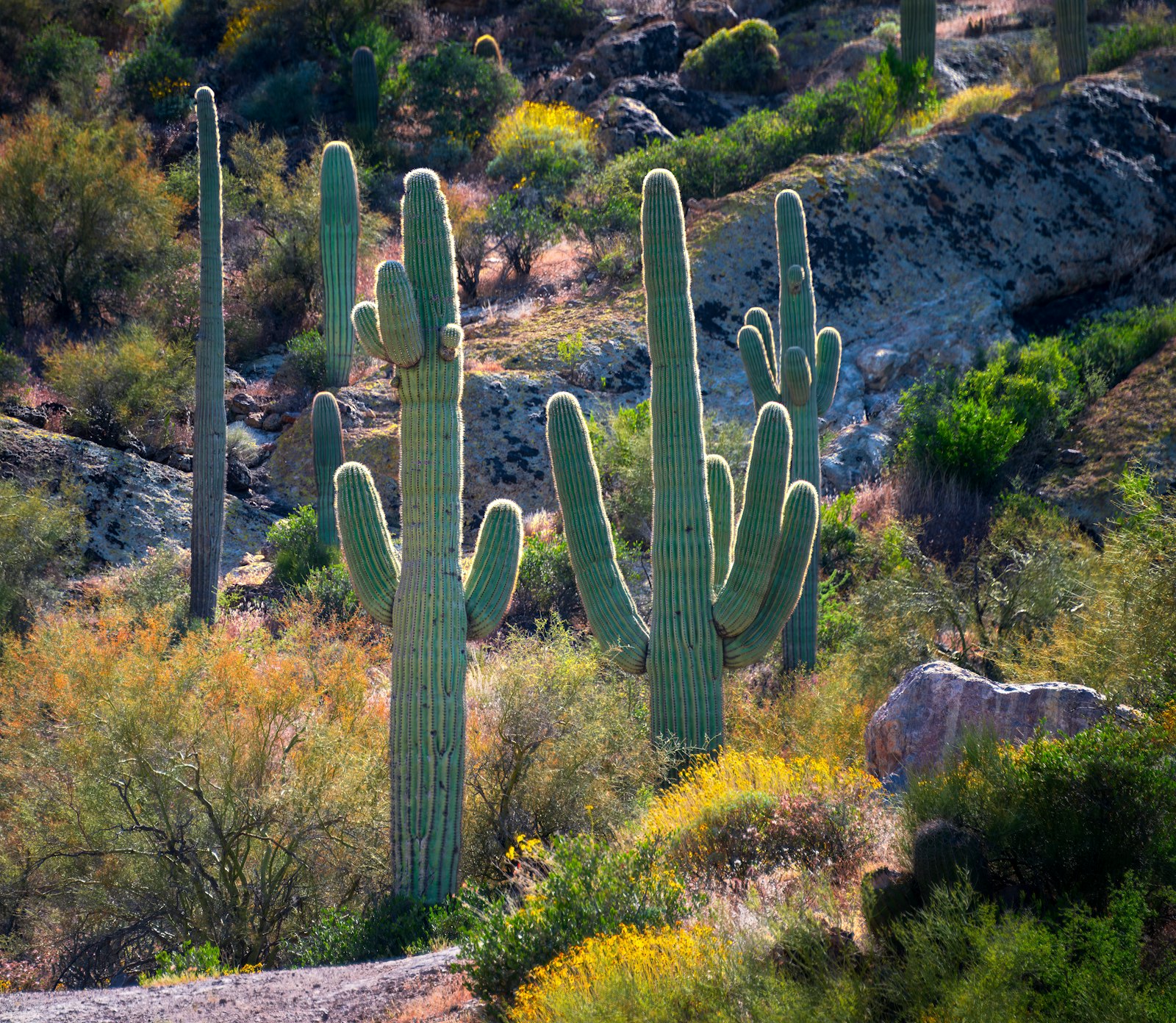 Hormone replacement therapy in Gilbert, Arizona