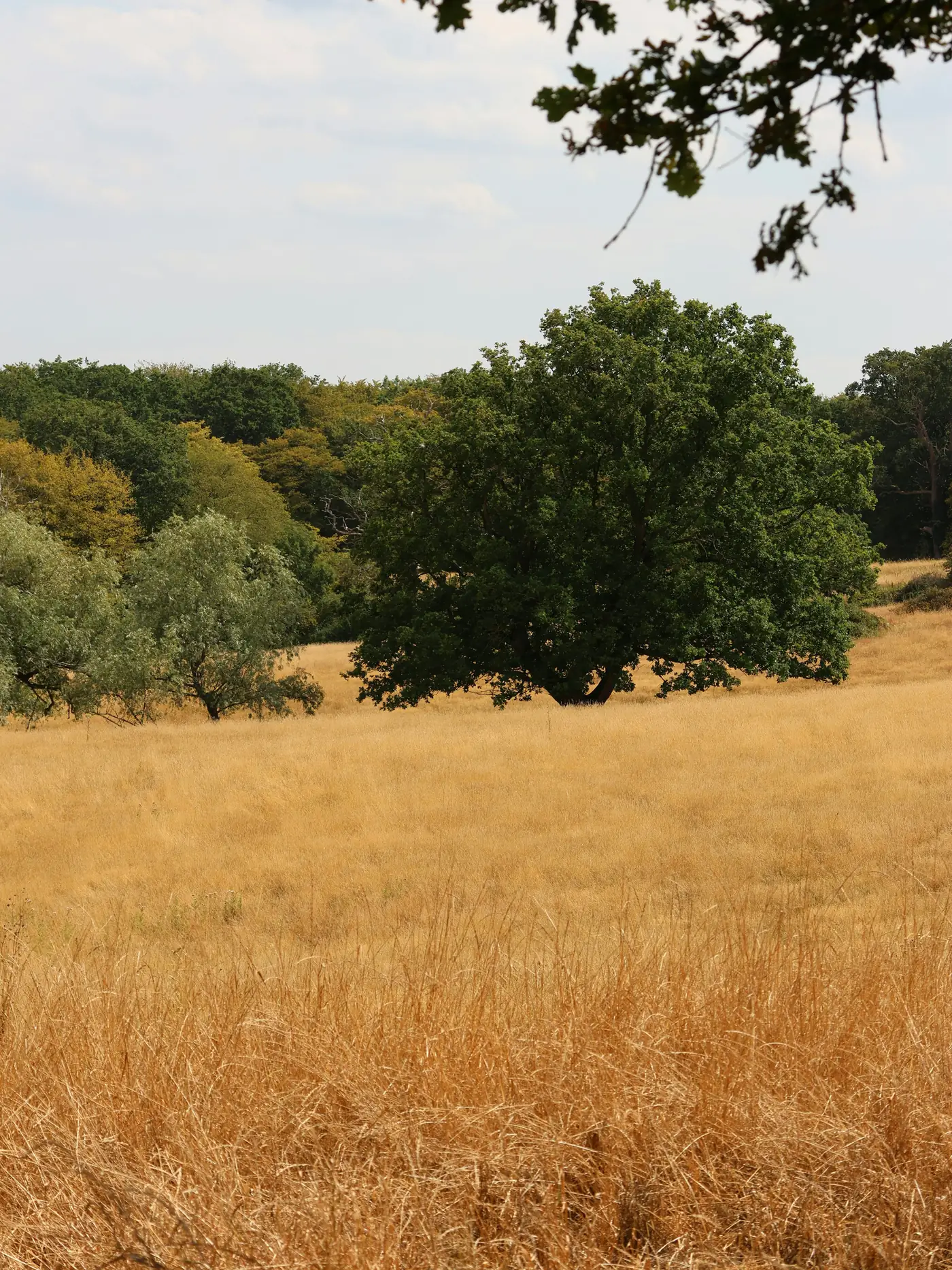 Oak trees at the edge of a Central Texas field of grass gone to seed