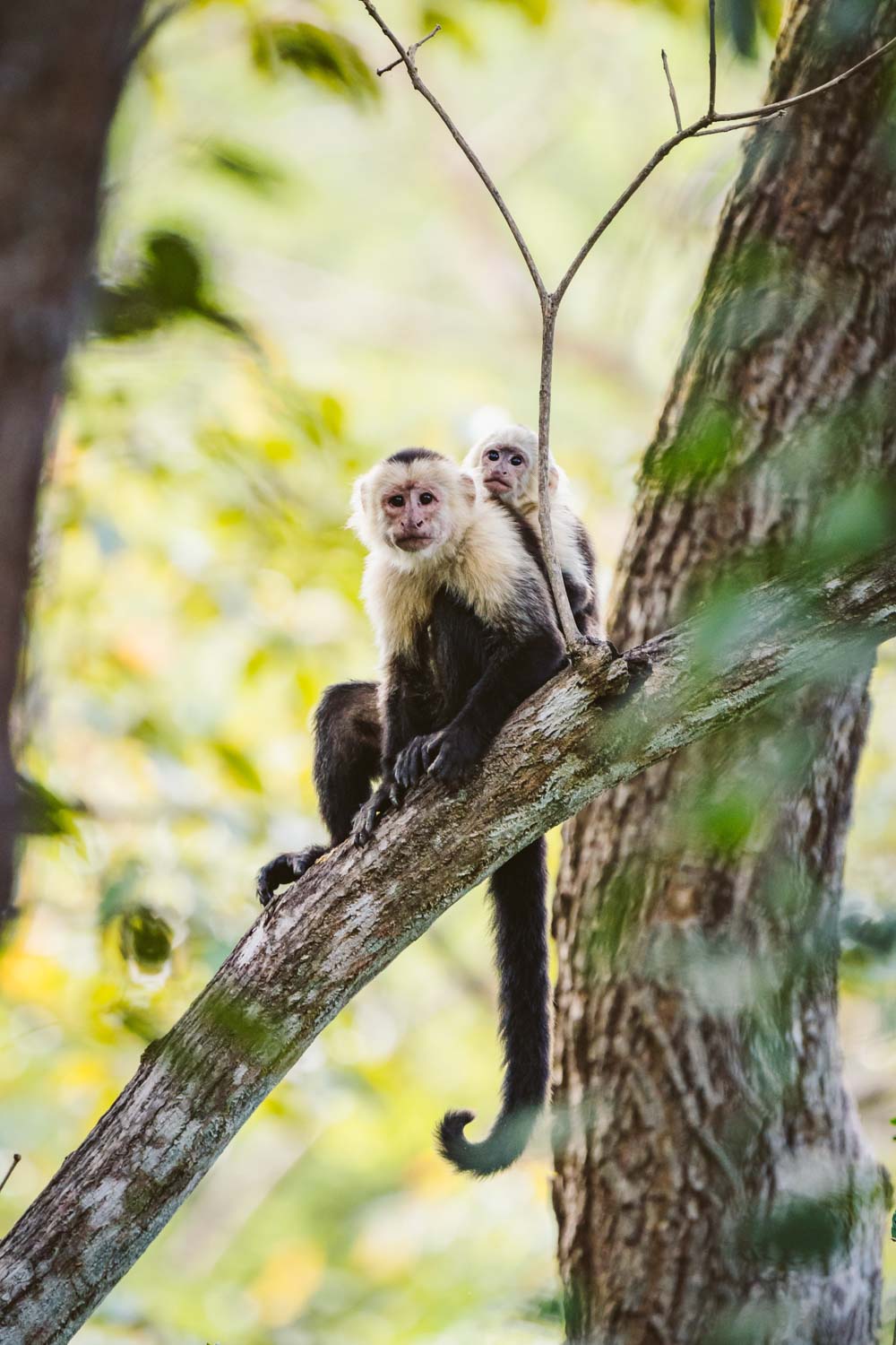Native wildlife in Guanacaste