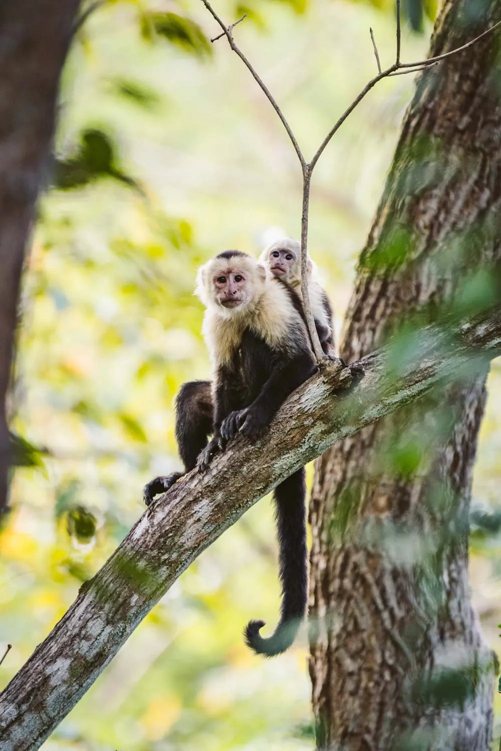 Two capuchin monkeys sitting on a tree branch in a forest with green leaves blurred in background.