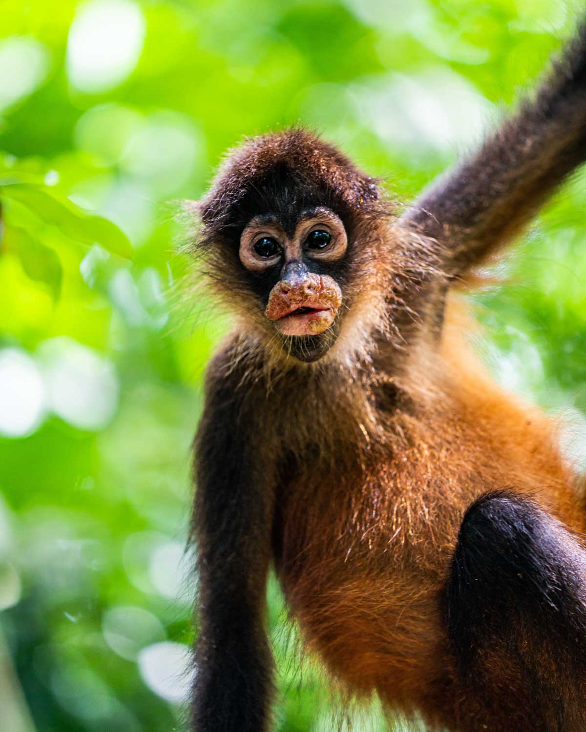 Monkey in the wild in Guanacaste