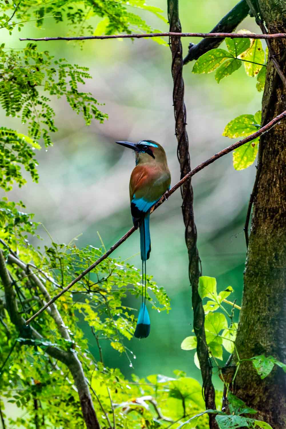 Tropical bird in Costa Rica
