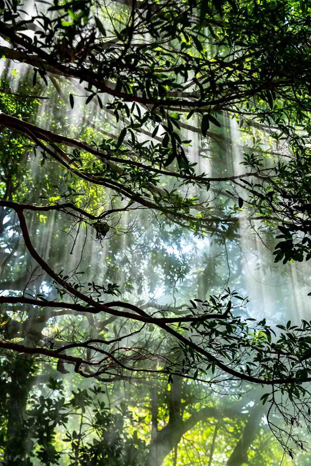Jungle trail and wildlife in Guanacaste