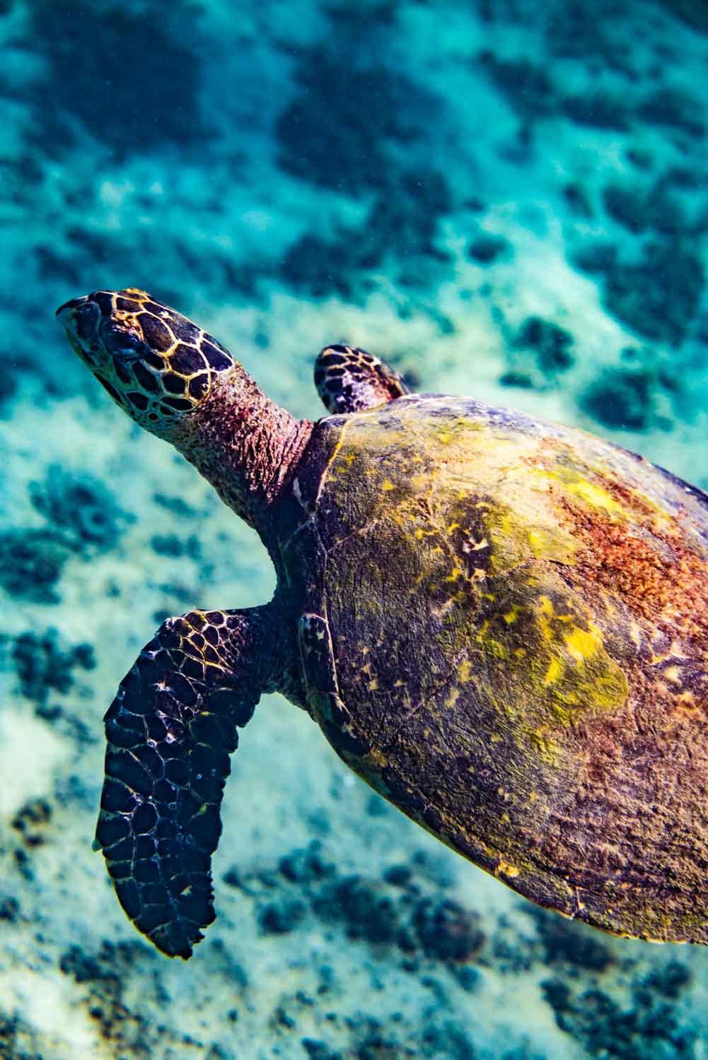 Swimming in turquoise water in Costa Rica