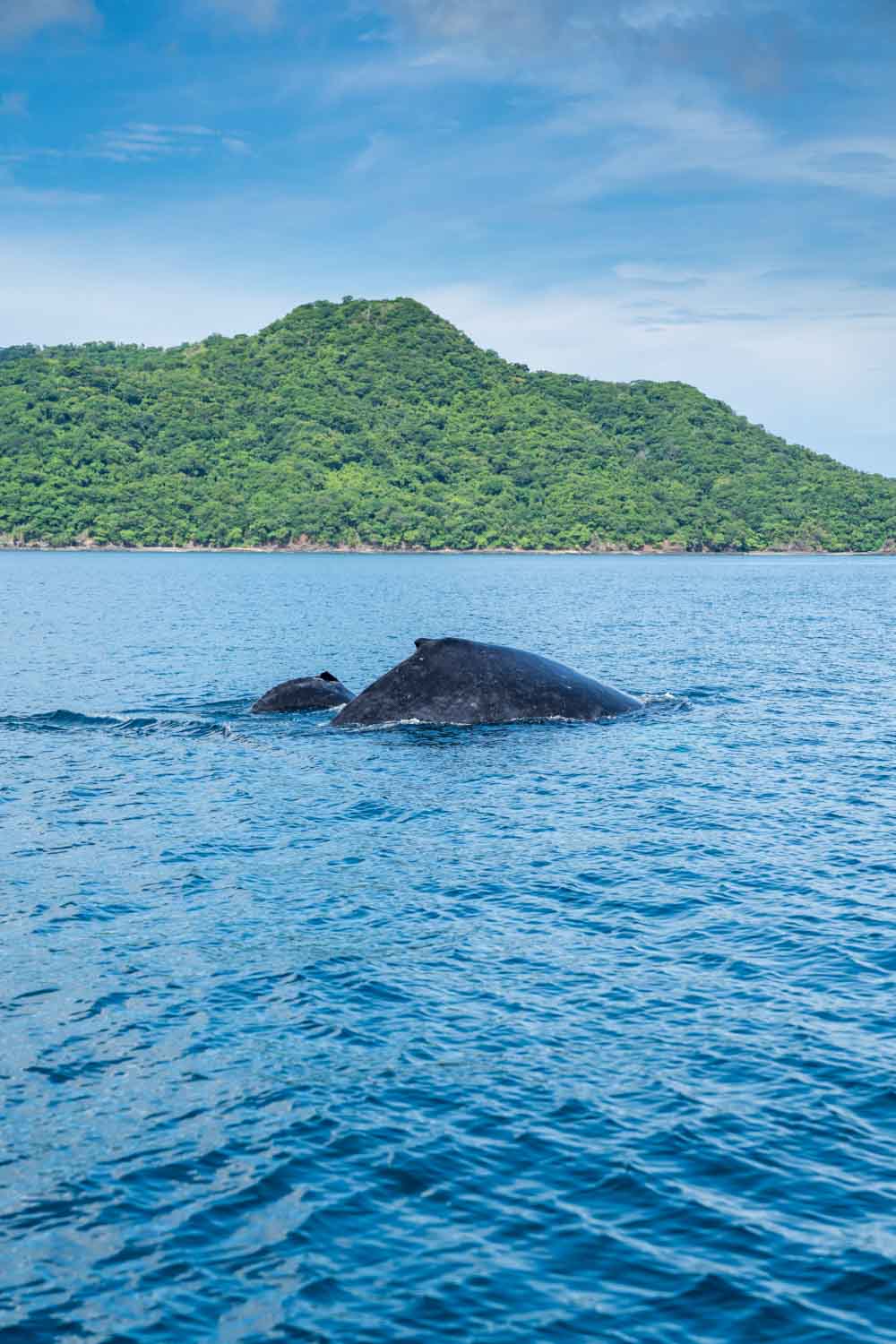 Two whales partially visible in blue sea near a green forested island under a cloudy sky.