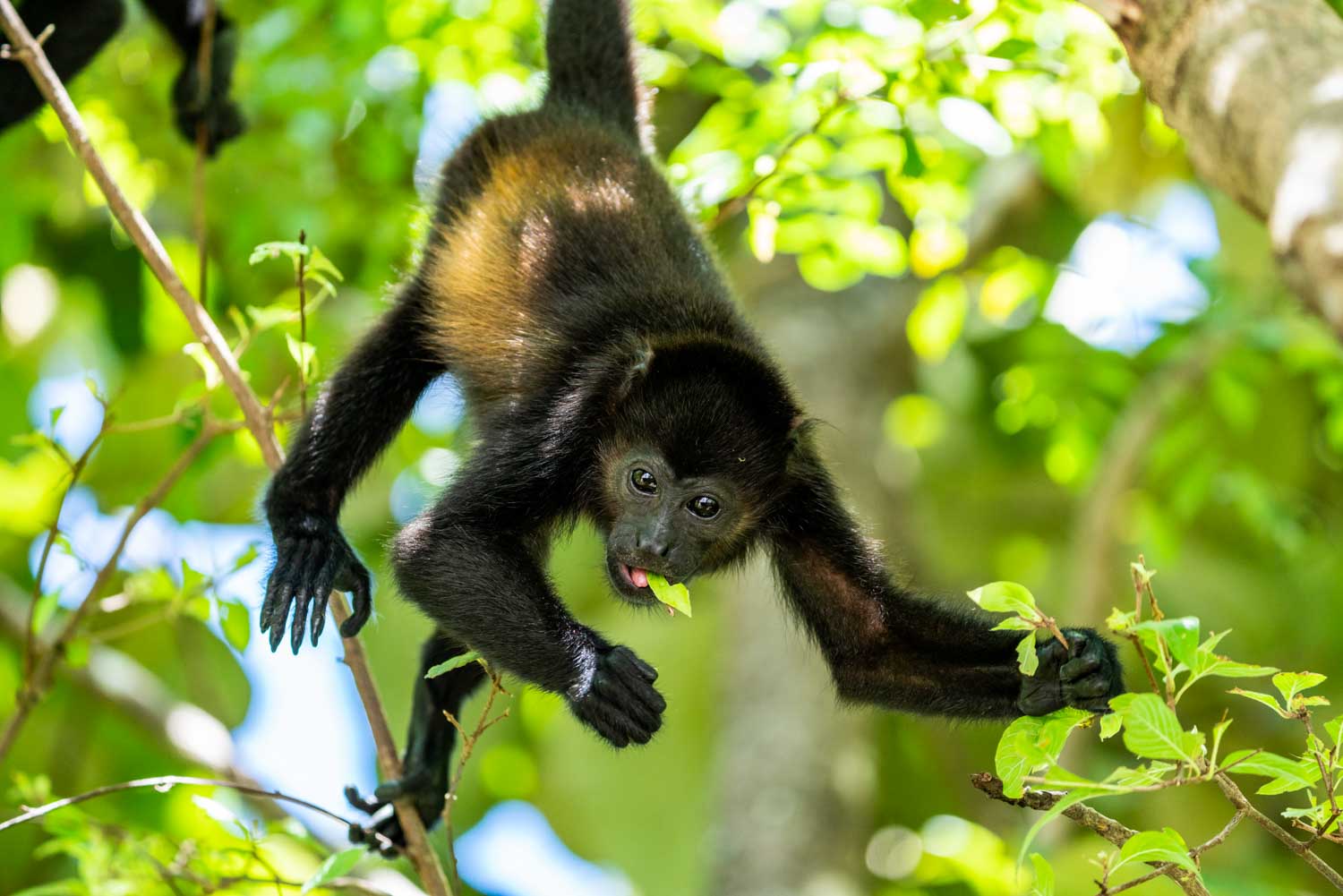 Wildlife habitat in Guanacaste, Costa Rica