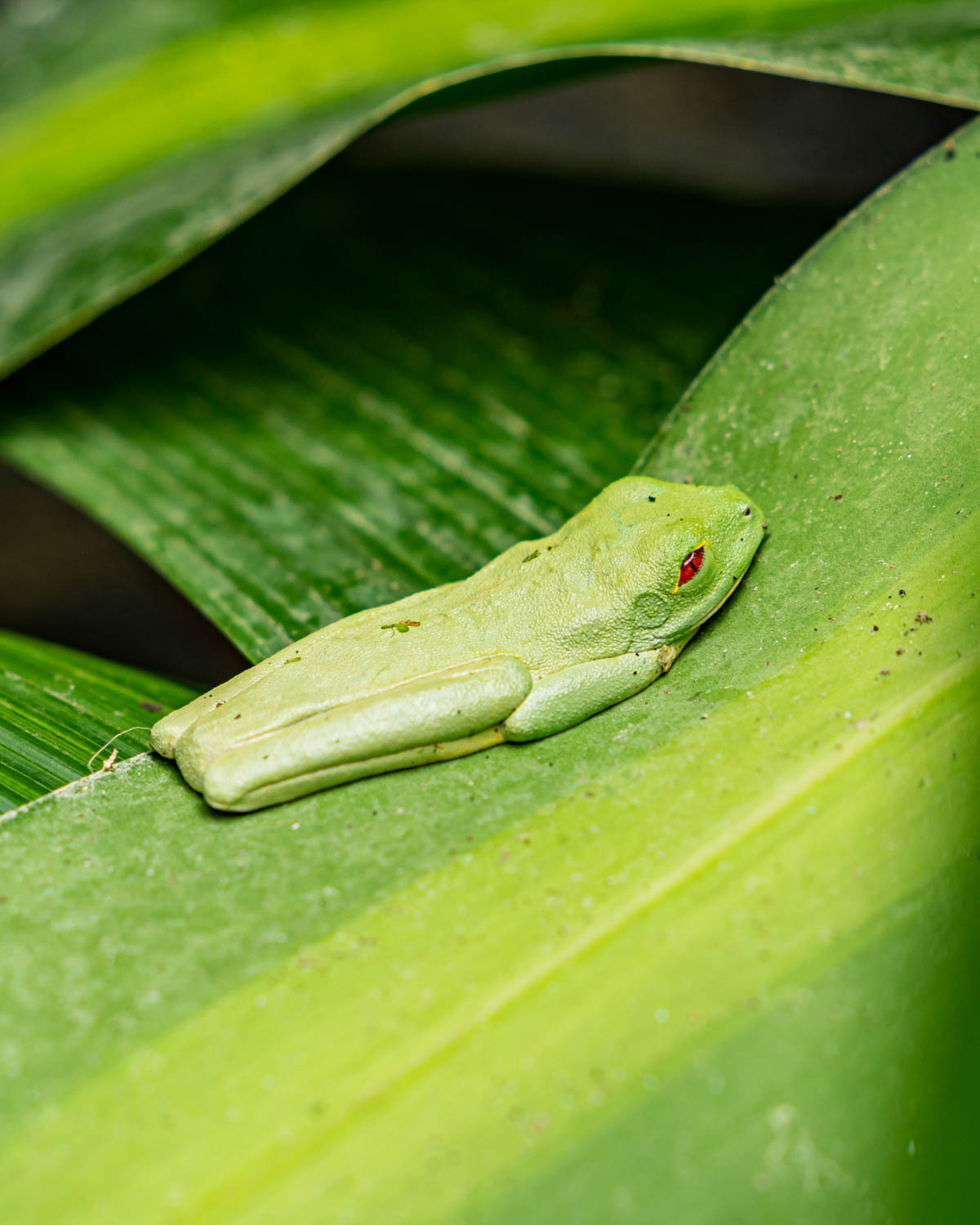Wildlife and tropical nature in Guanacaste