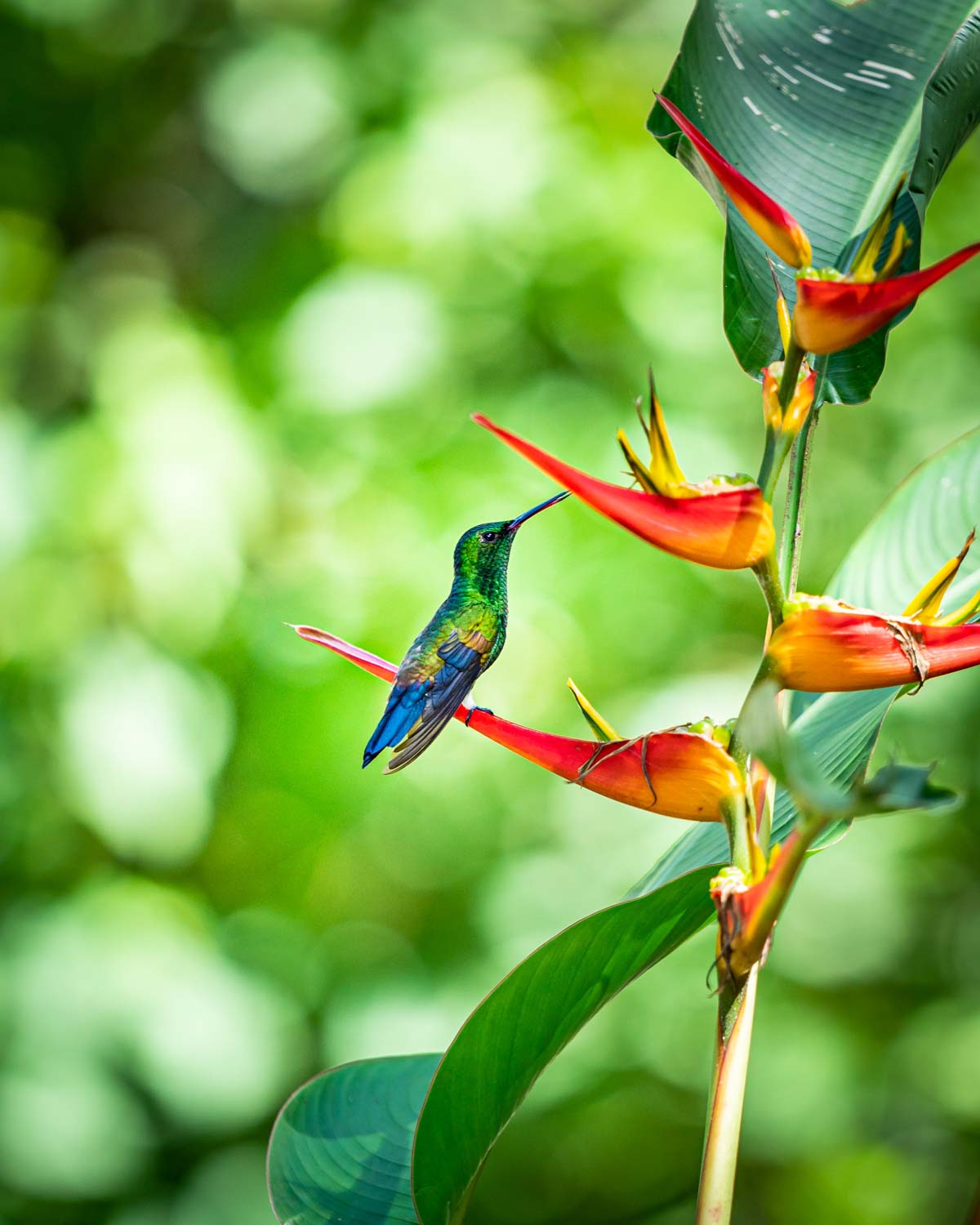 Colorful tropical bird in Costa Rica
