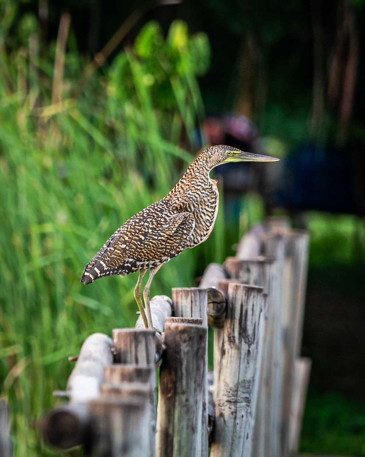 Private wildlife experience in Guanacaste