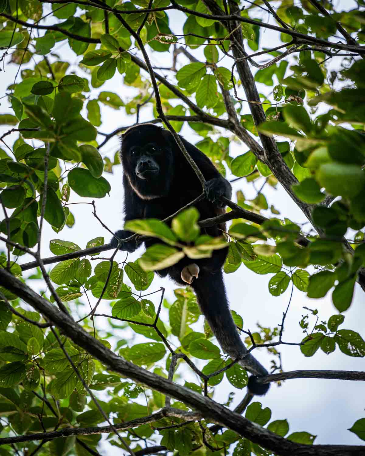 Monkey in Guanacaste