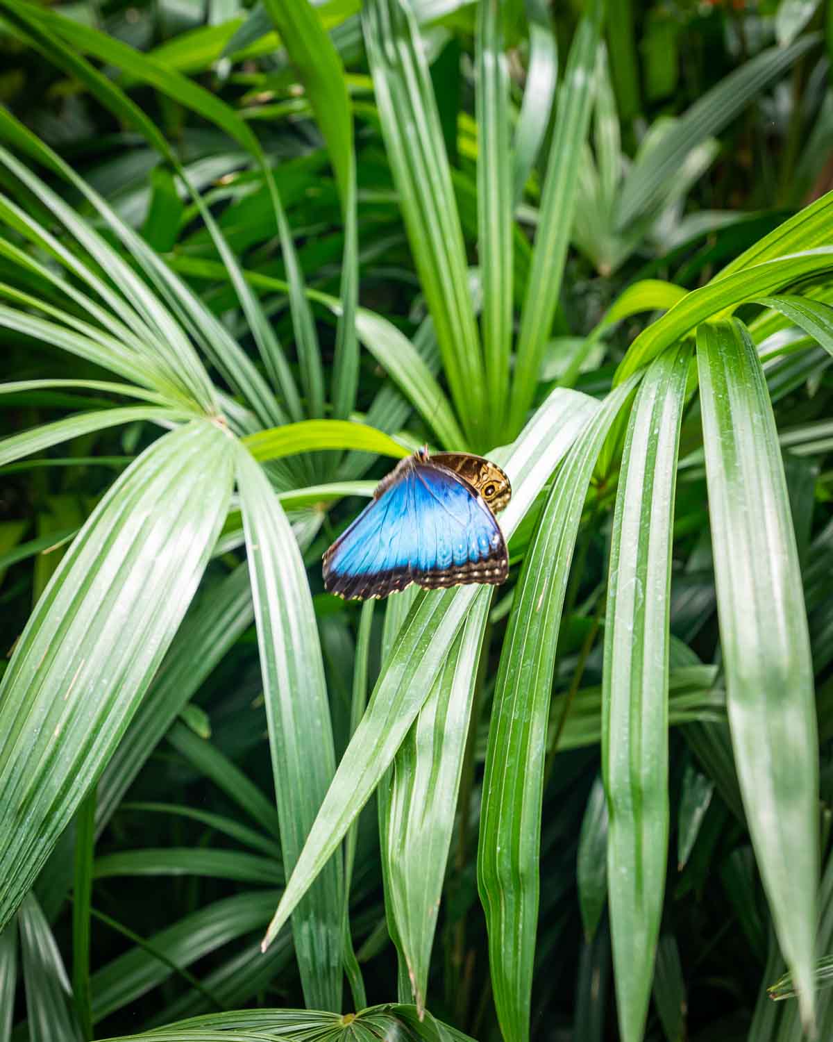 Scenic Guanacaste regionline