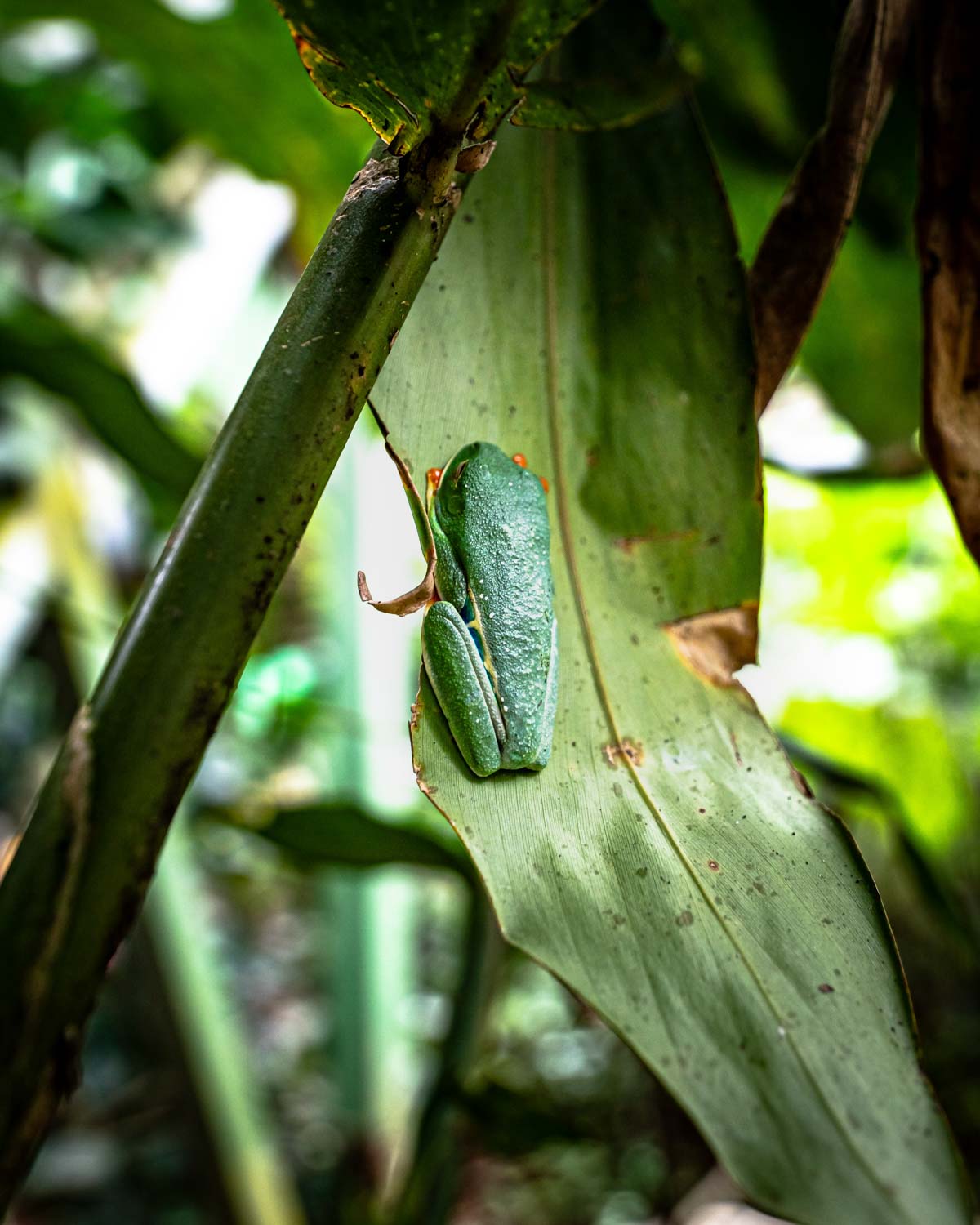 Private wildlife experience in Costa Rica