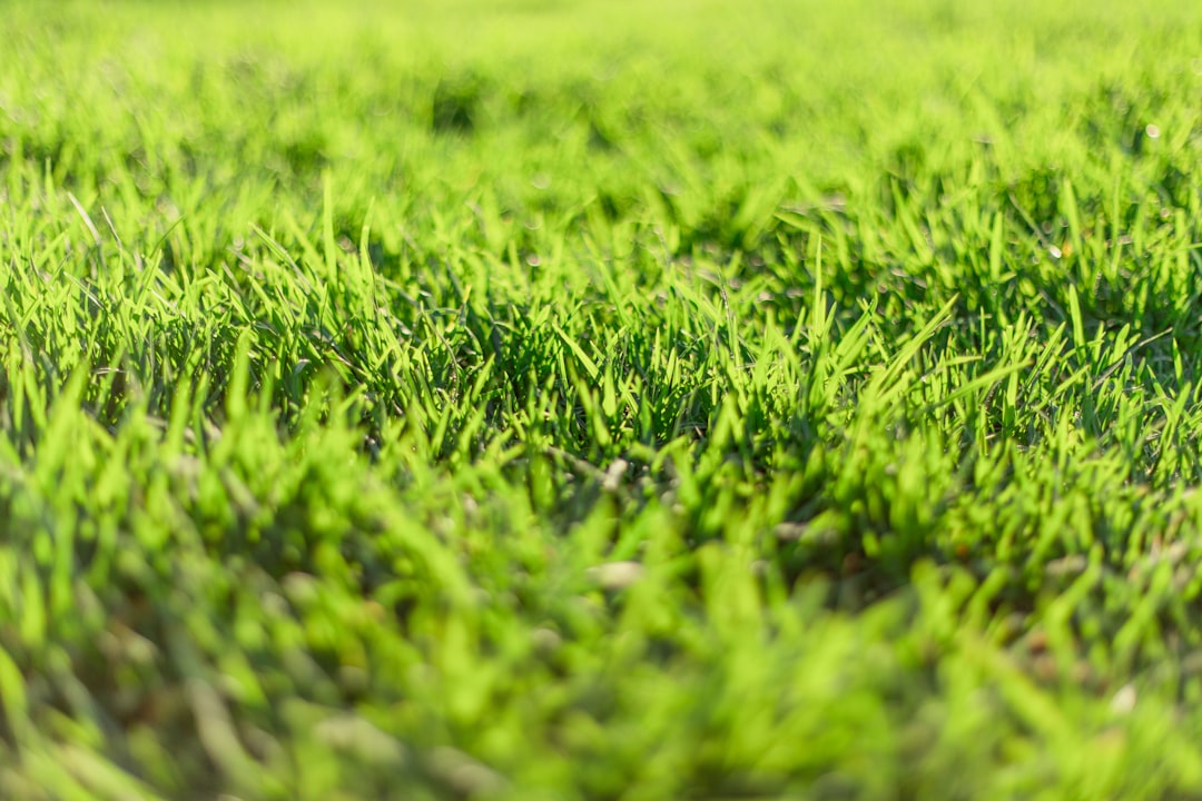closeup of Bermuda grass blades