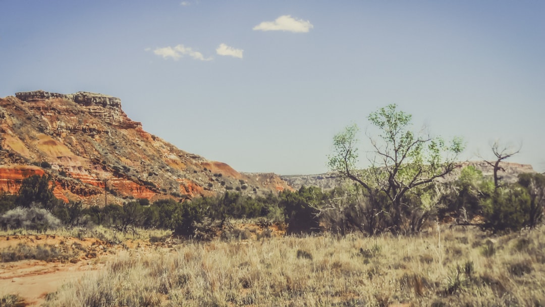 mesquite tree in Texas landscape
