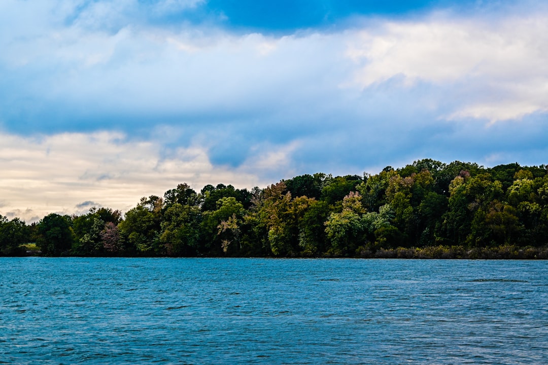 peaceful lake with trees
