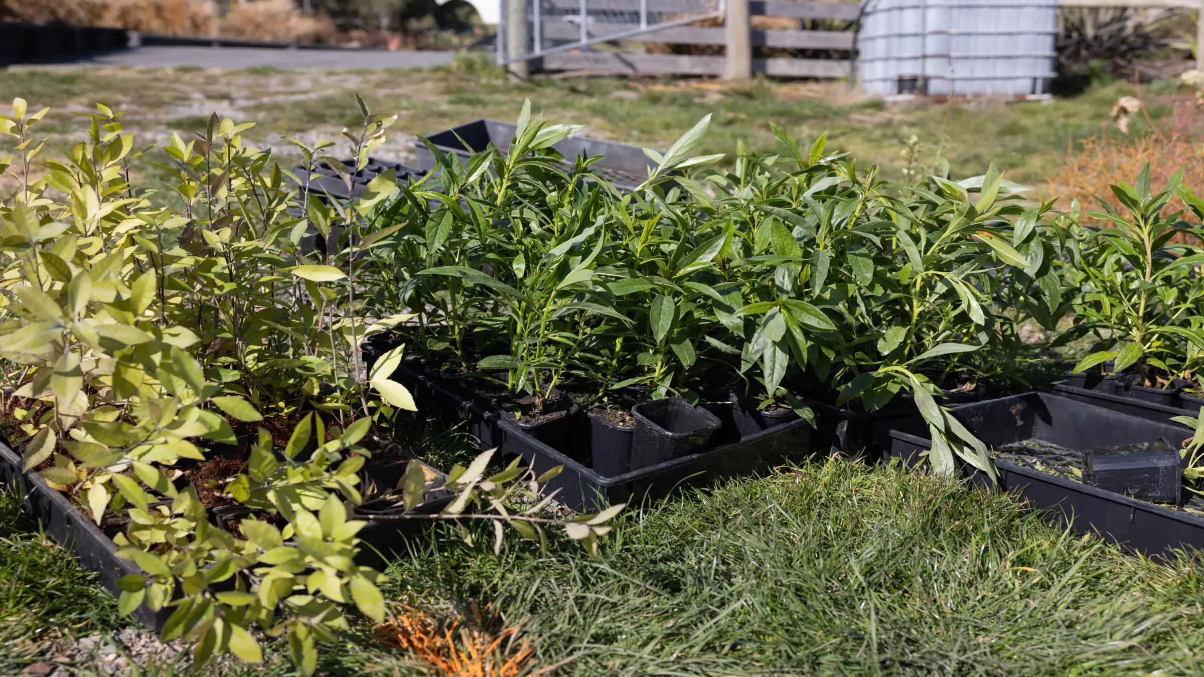 Trays of native seedlings ready for restoration planting