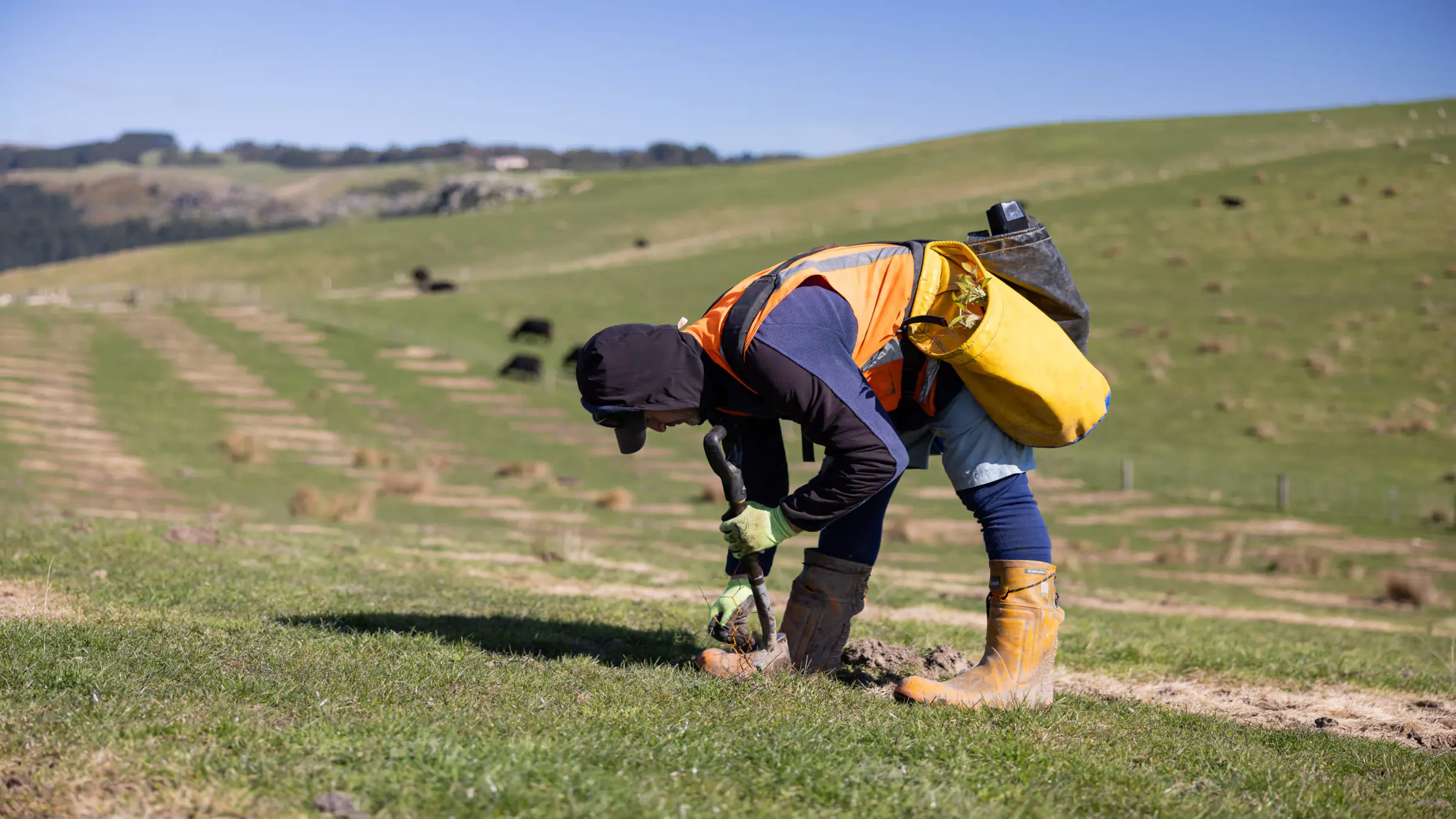 Worker planting a native seedling at Purau Woodland
