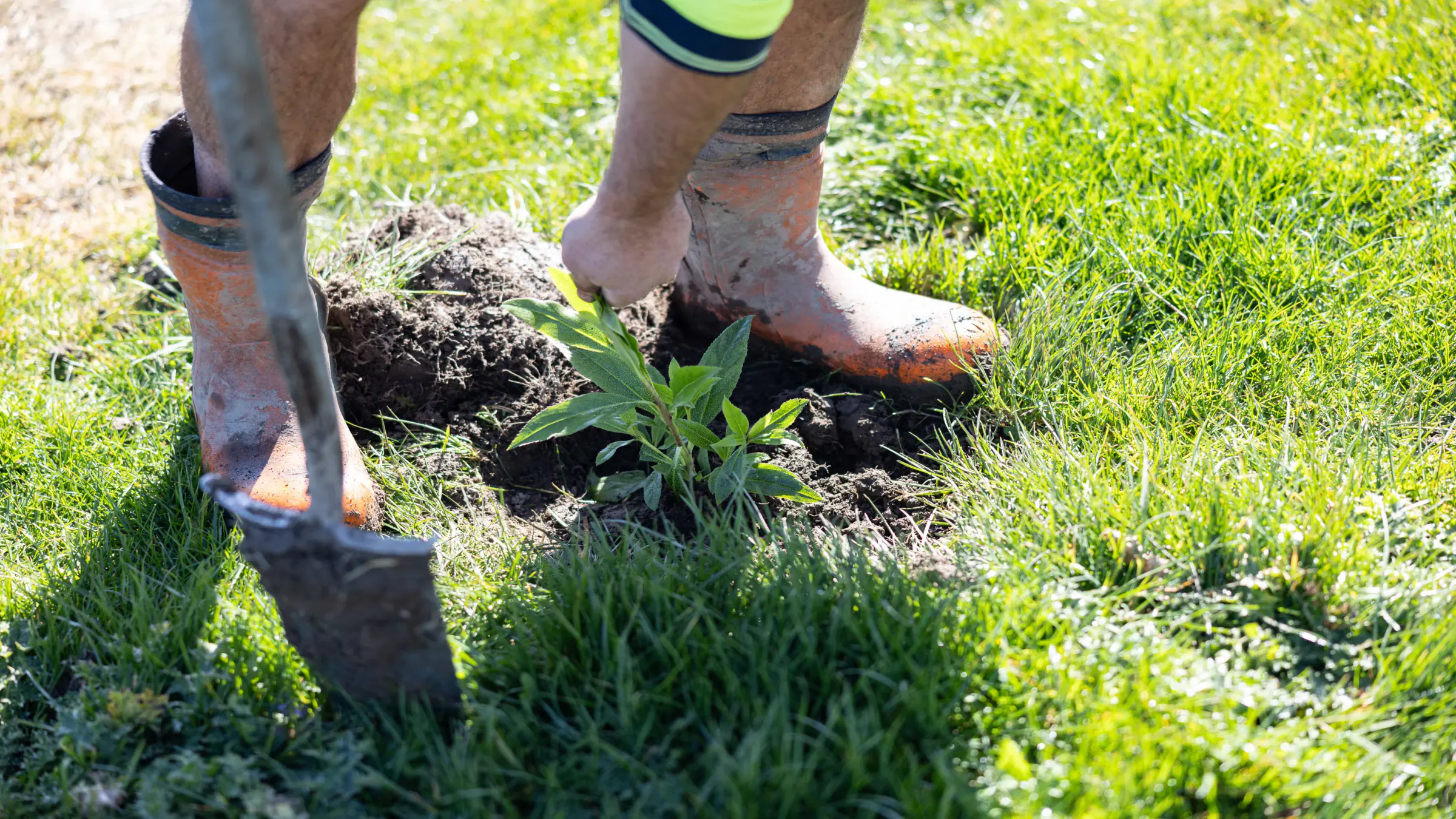 Planting a young native seedling by hand