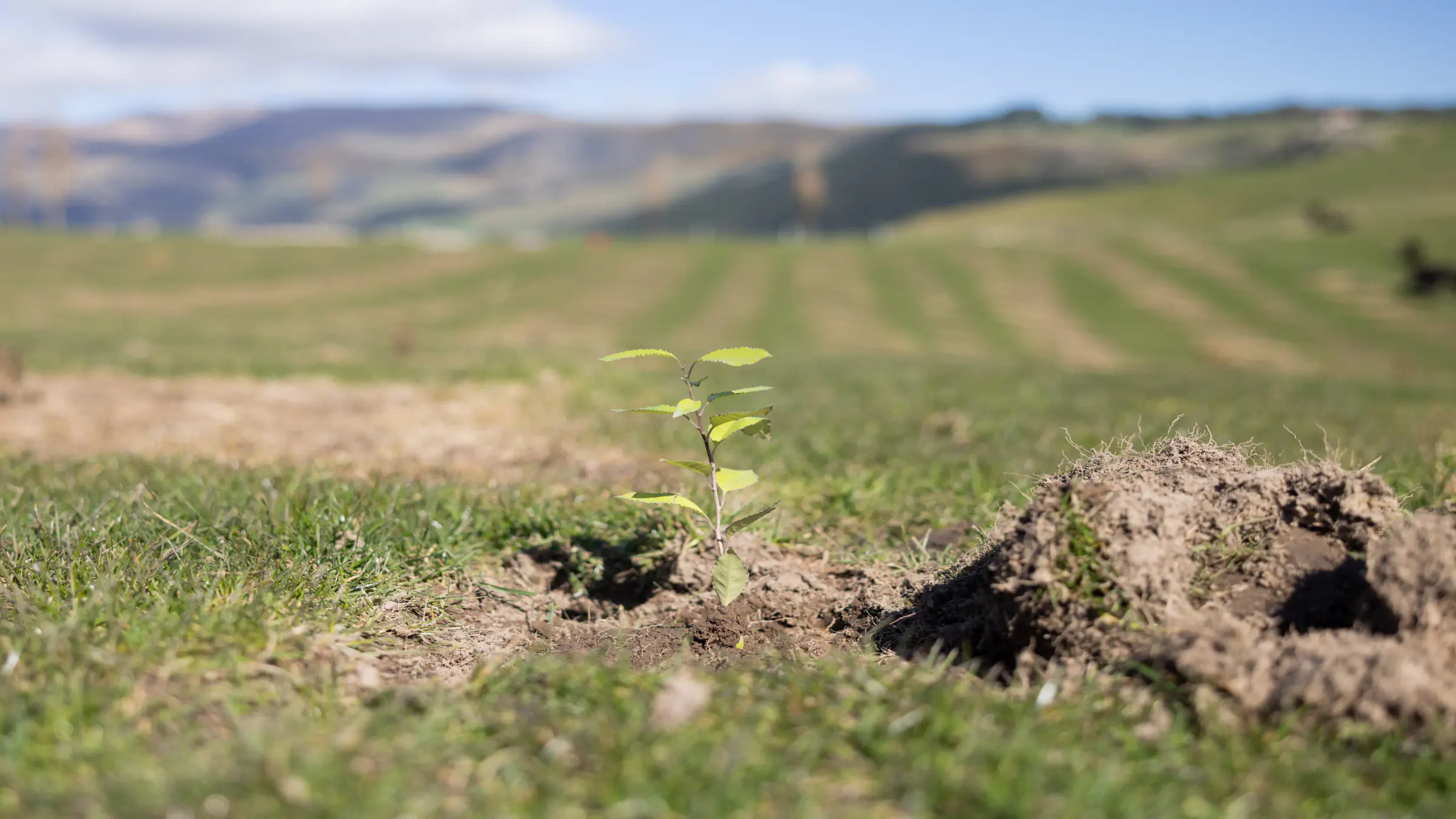 Newly planted native seedling on a grassy hillside