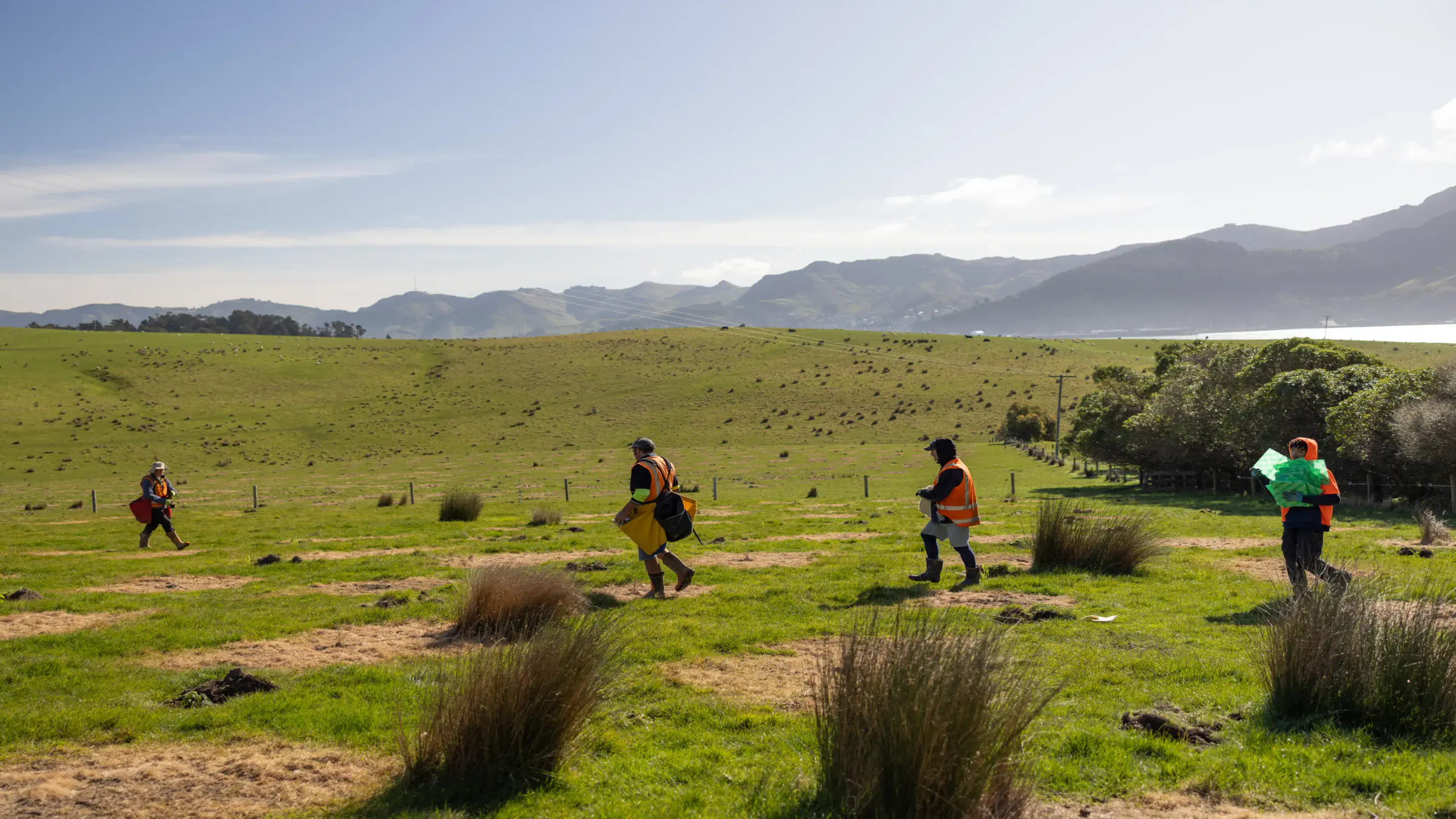 Native tree planting team walking down a hillside