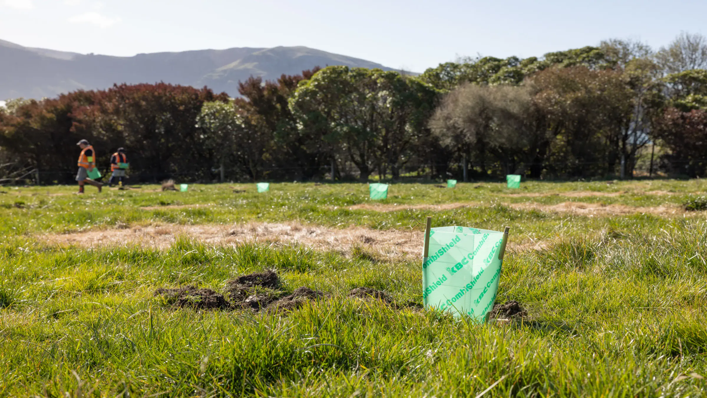 New native plantings protected by tree guards