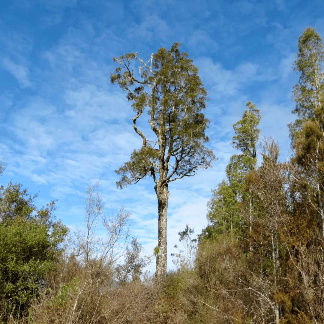 Tall kahikatea trees rising above native forest