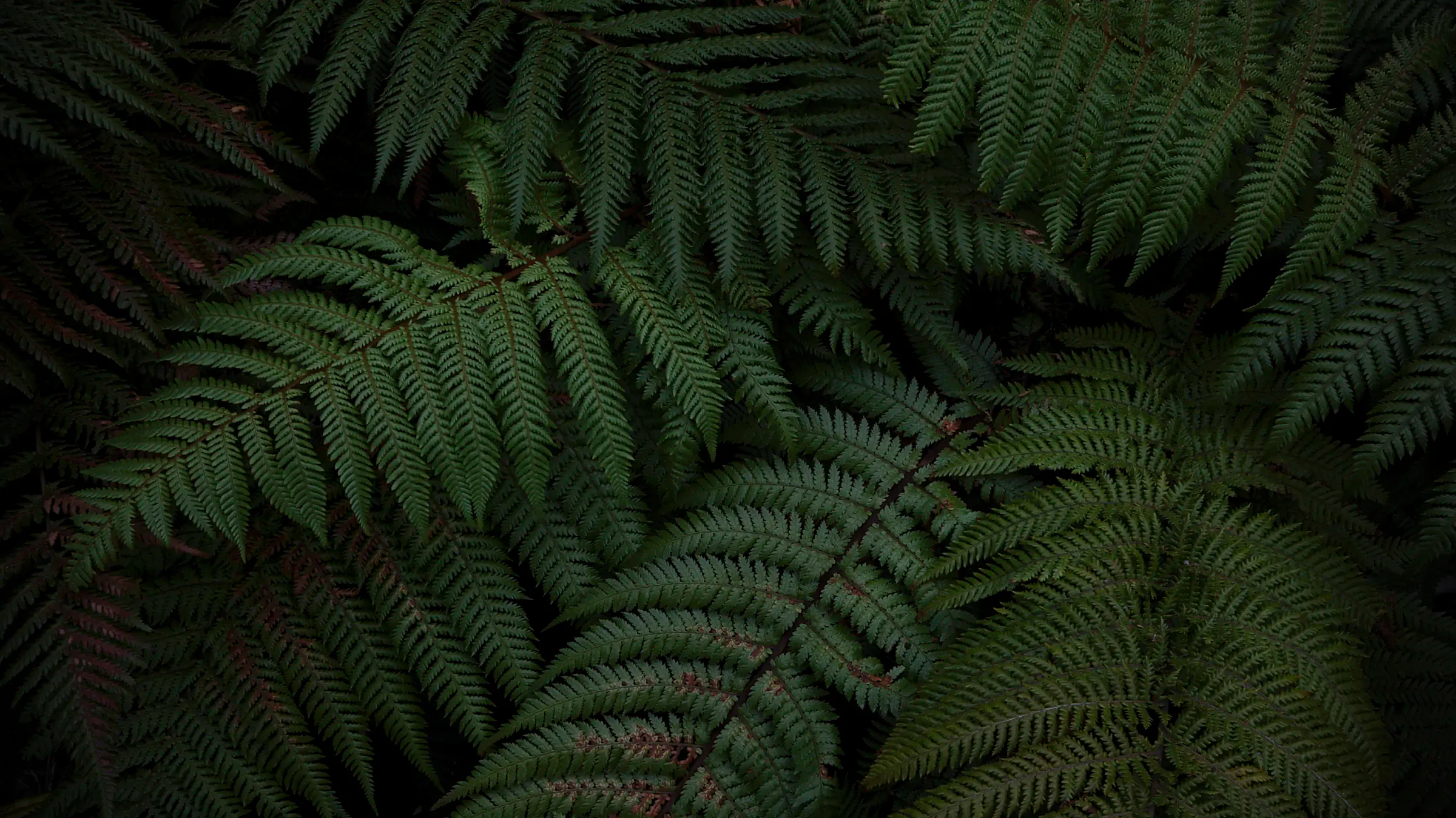 New Zealand native fern