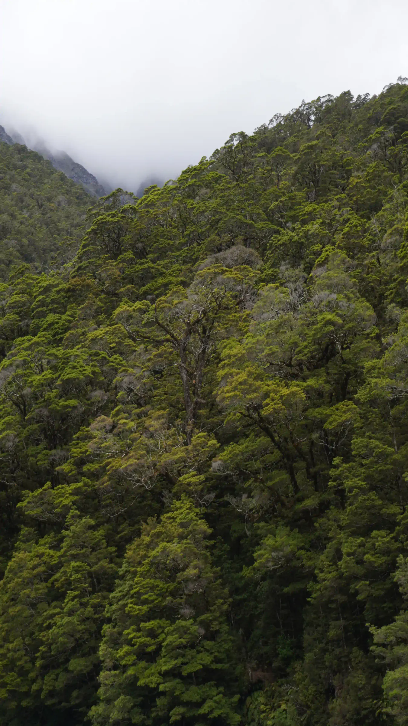 New Zealand native forest hillside